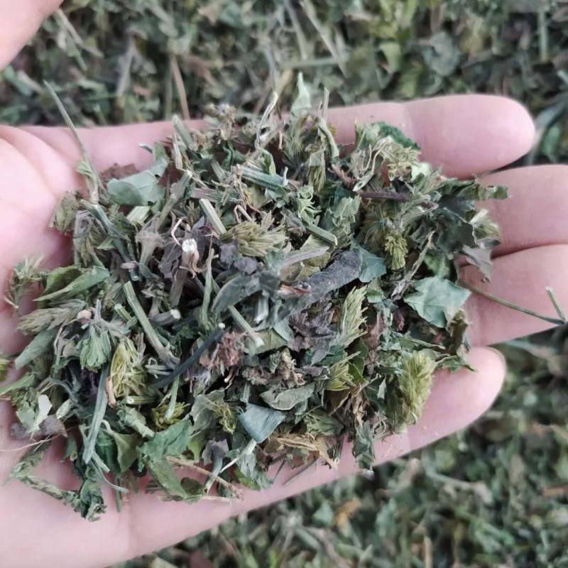 爵床草产地直供支持线上交易可搭配多品种采购