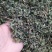 爵床草产地直供支持线上交易可搭配多品种采购