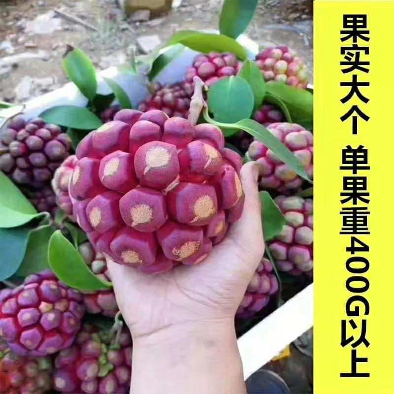 大山深处纯天然布福娜又名黑老虎