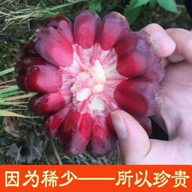大山深处纯天然布福娜又名黑老虎