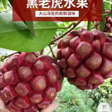 大山深处纯天然布福娜又名黑老虎