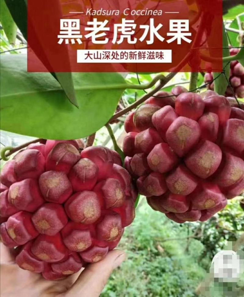 大山深处纯天然布福娜又名黑老虎