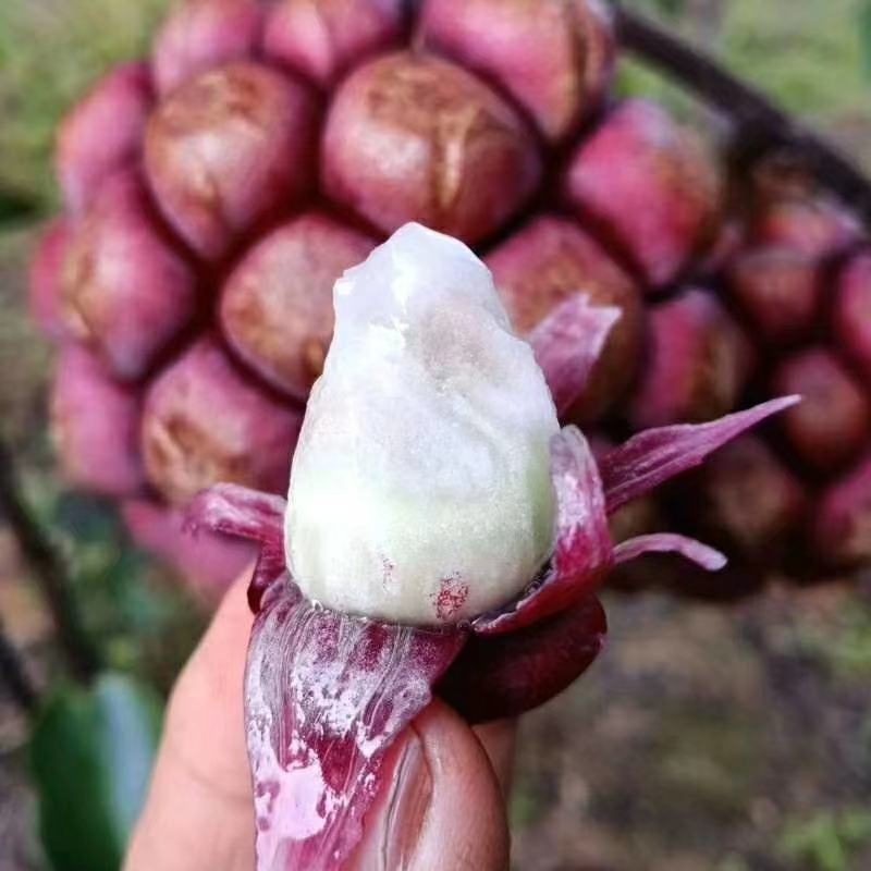 大山深处纯天然布福娜又名黑老虎
