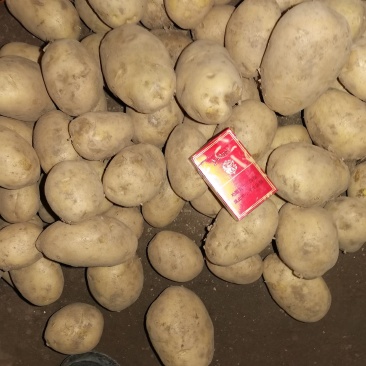 精品土豆出库保证品质