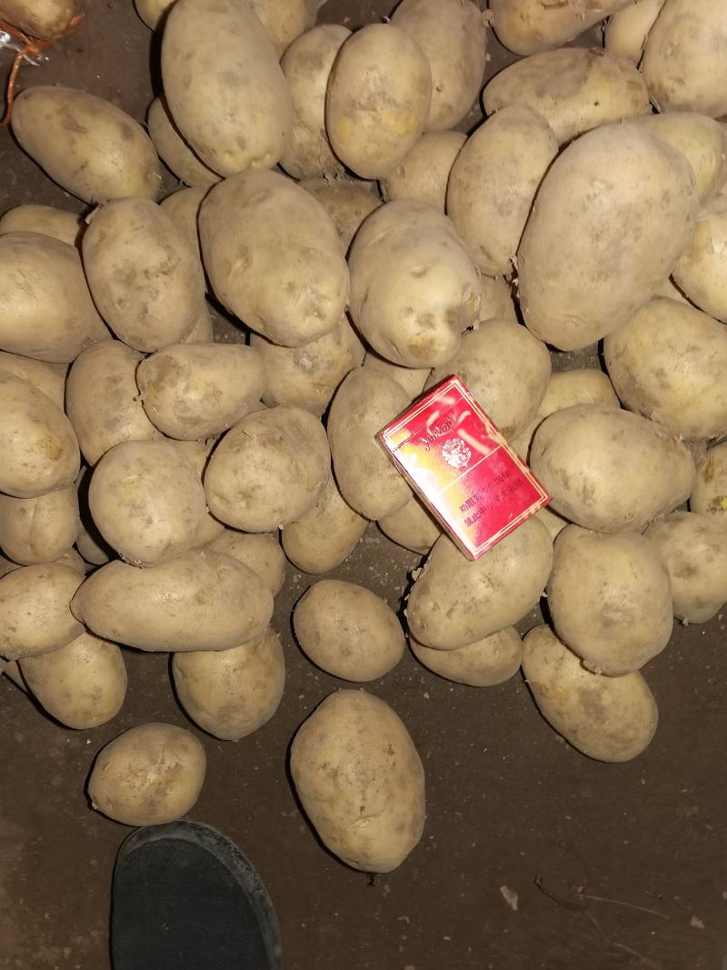 精品土豆出库保证品质