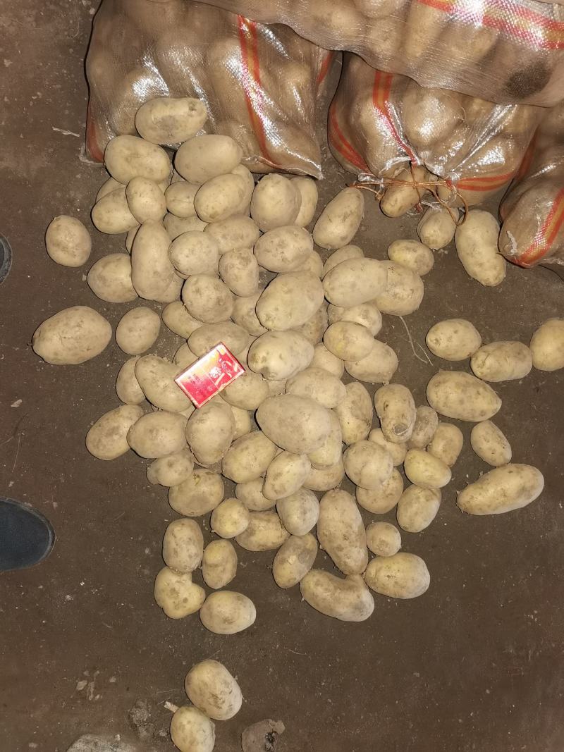 精品土豆出库保证品质