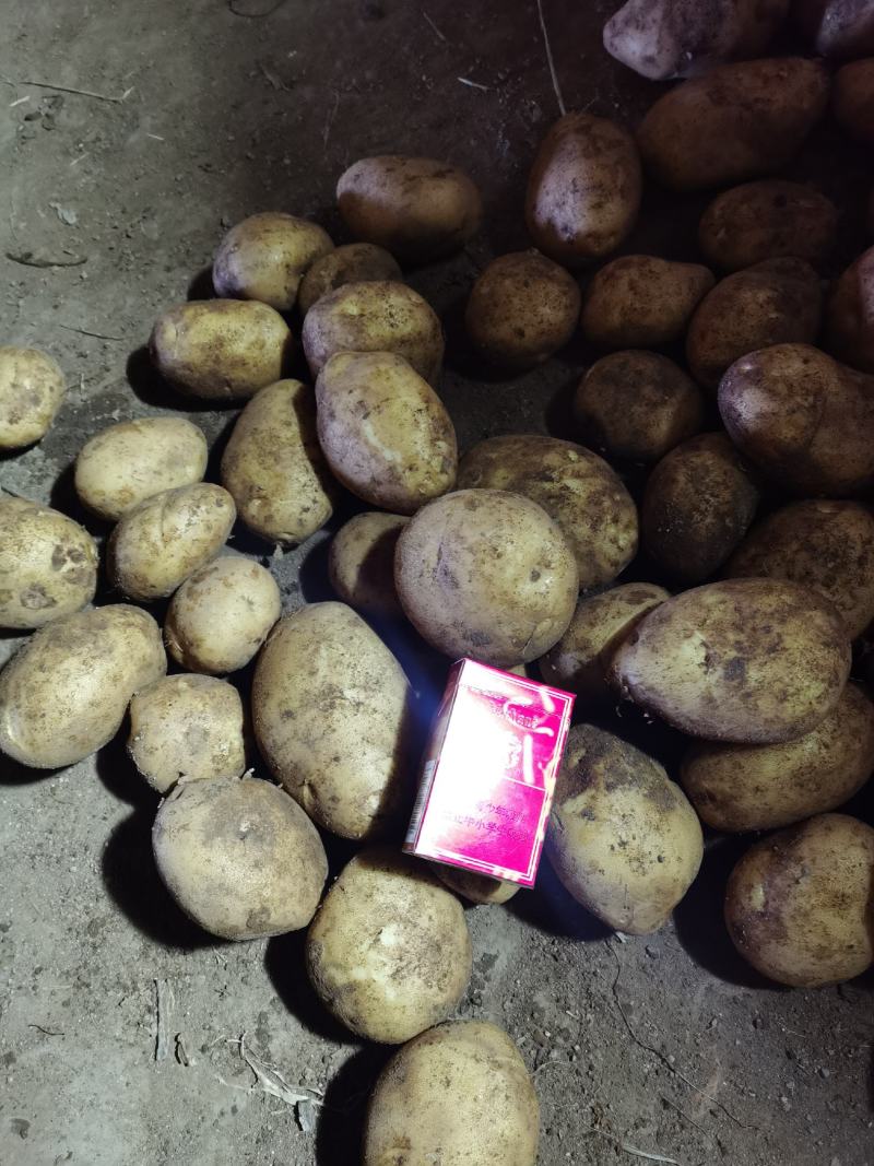 精品土豆出库保证品质