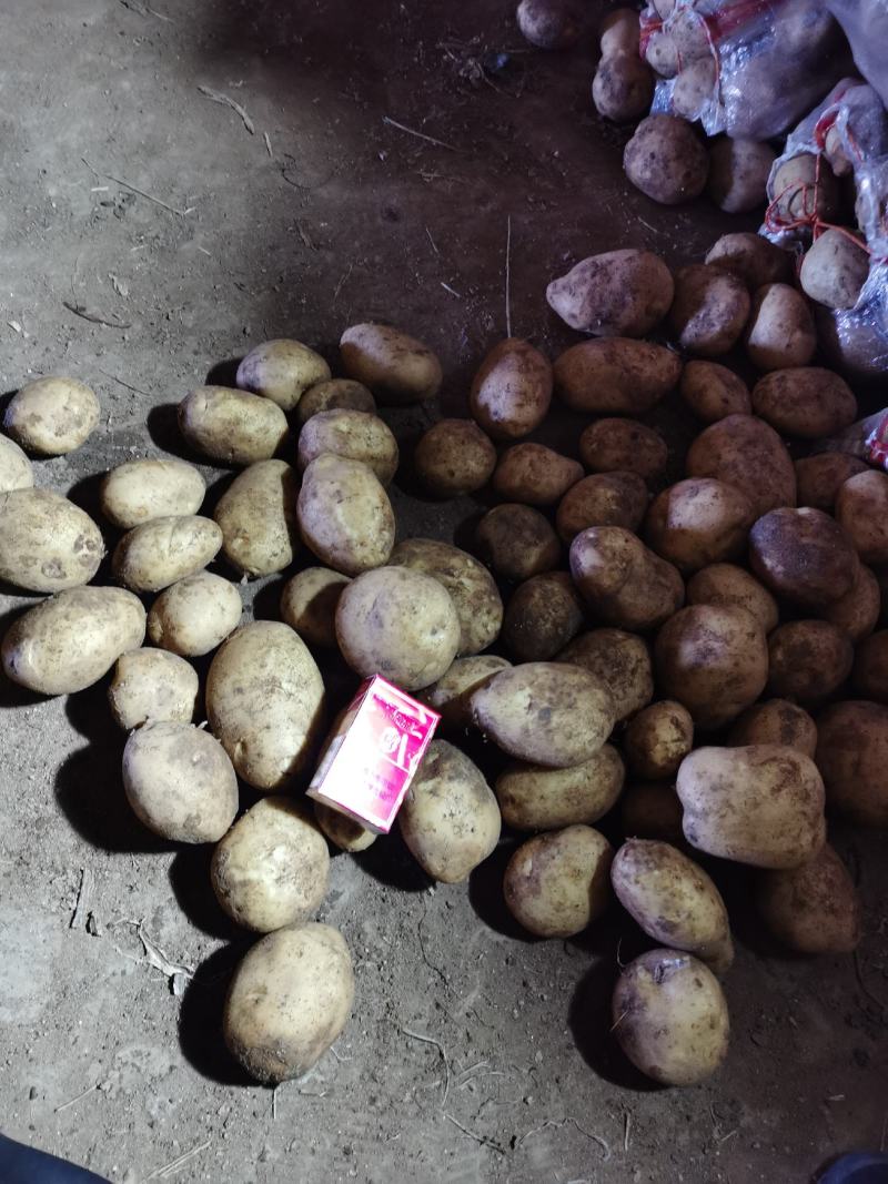 精品土豆出库保证品质