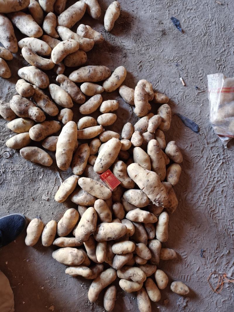精品土豆出库保证品质