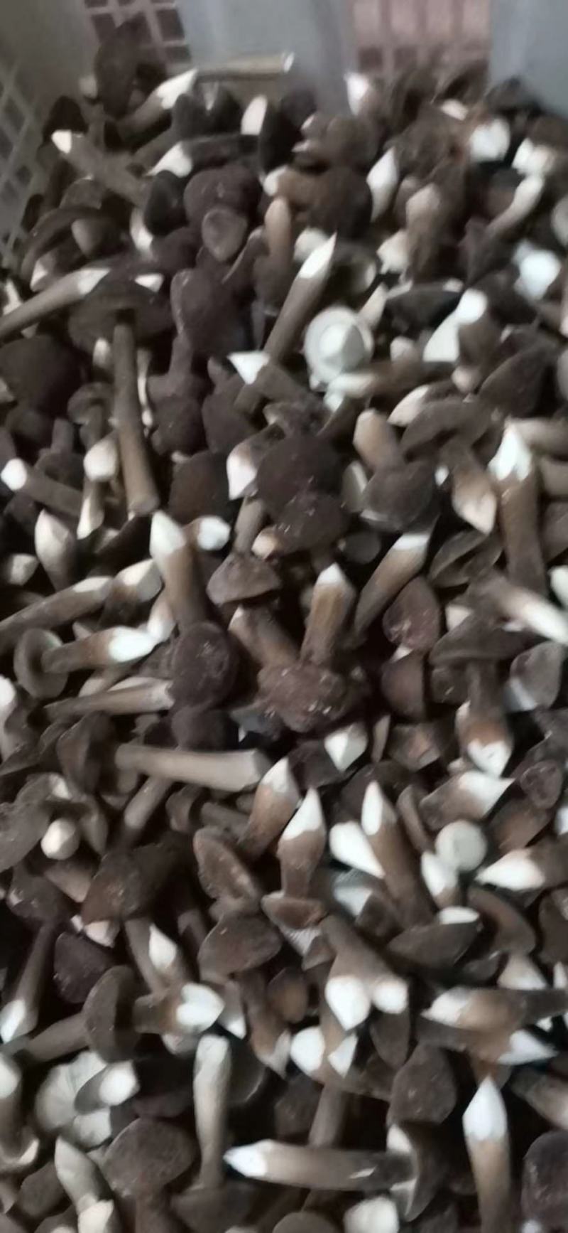 广东黑皮鸡枞菌，大量出货