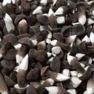 广东黑皮鸡枞菌，大量出货