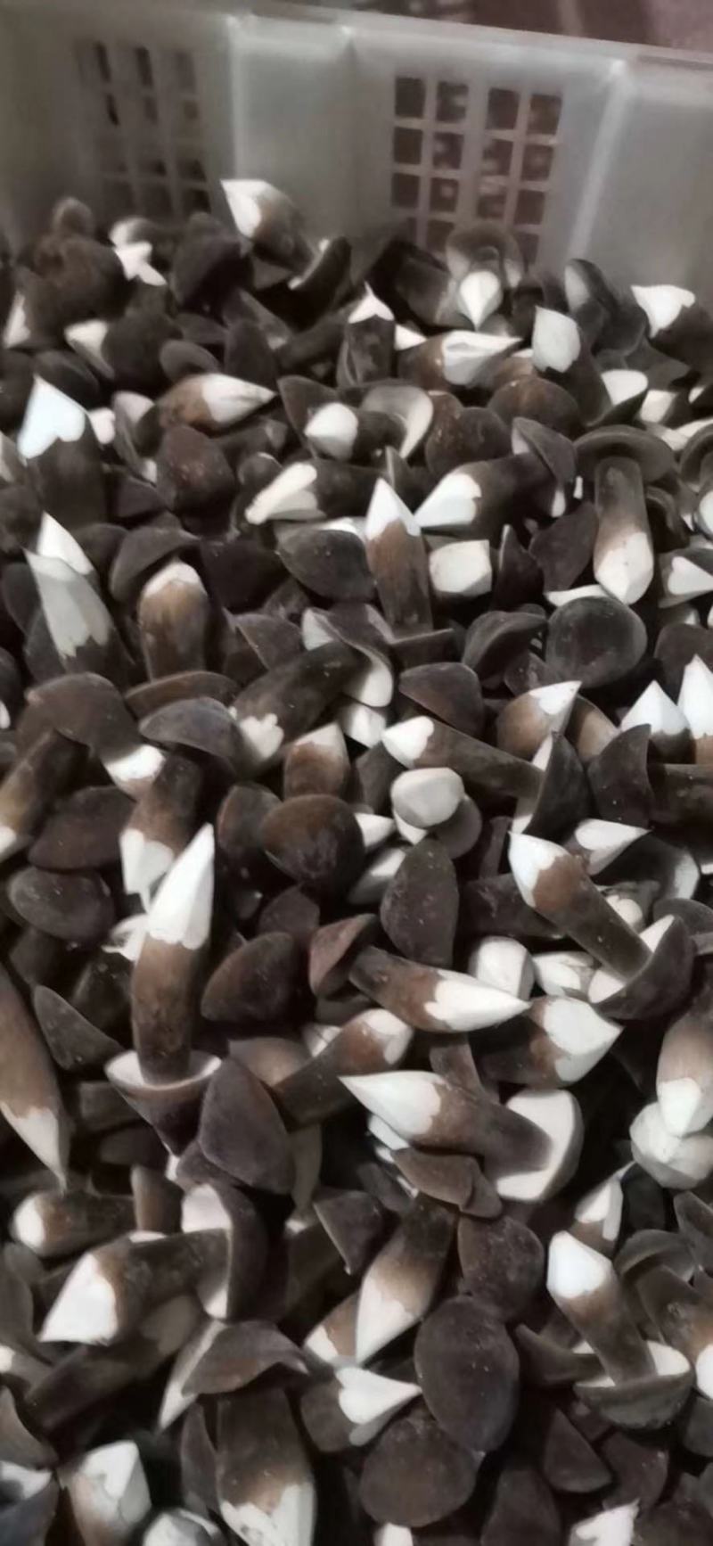 广东黑皮鸡枞菌，大量出货