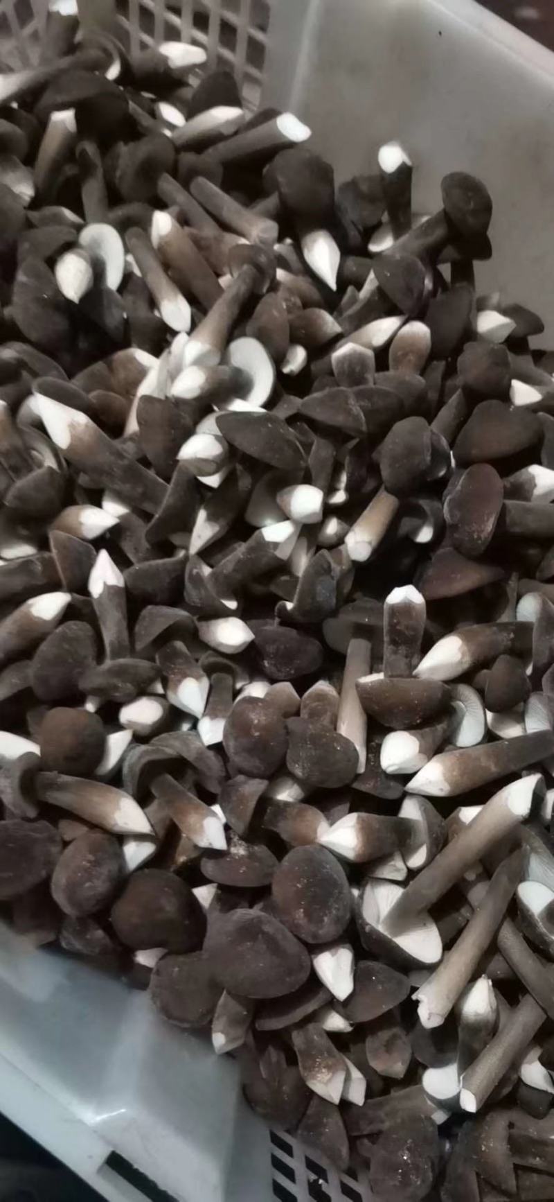 广东黑皮鸡枞菌，大量出货