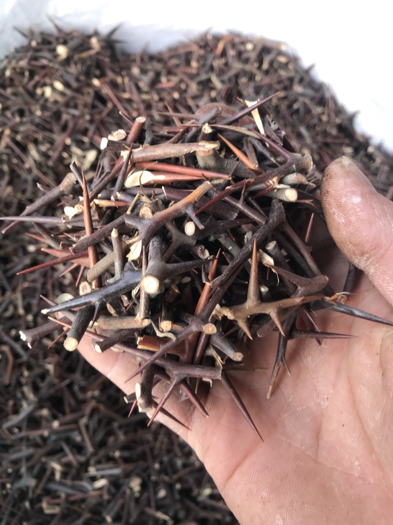 皂刺无硫皂刺干净无杂质规格齐全一手货源