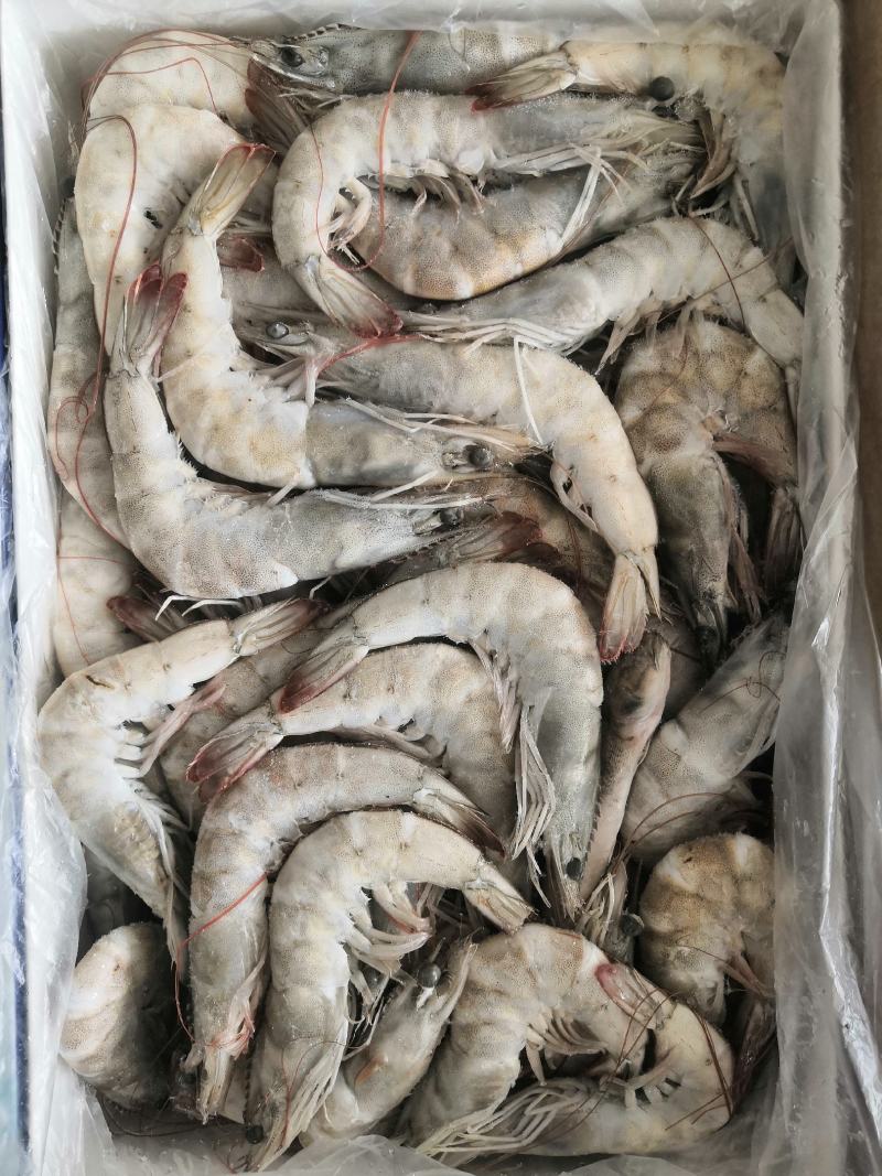 原装王牌盐冻南美白对虾青虾量大可谈