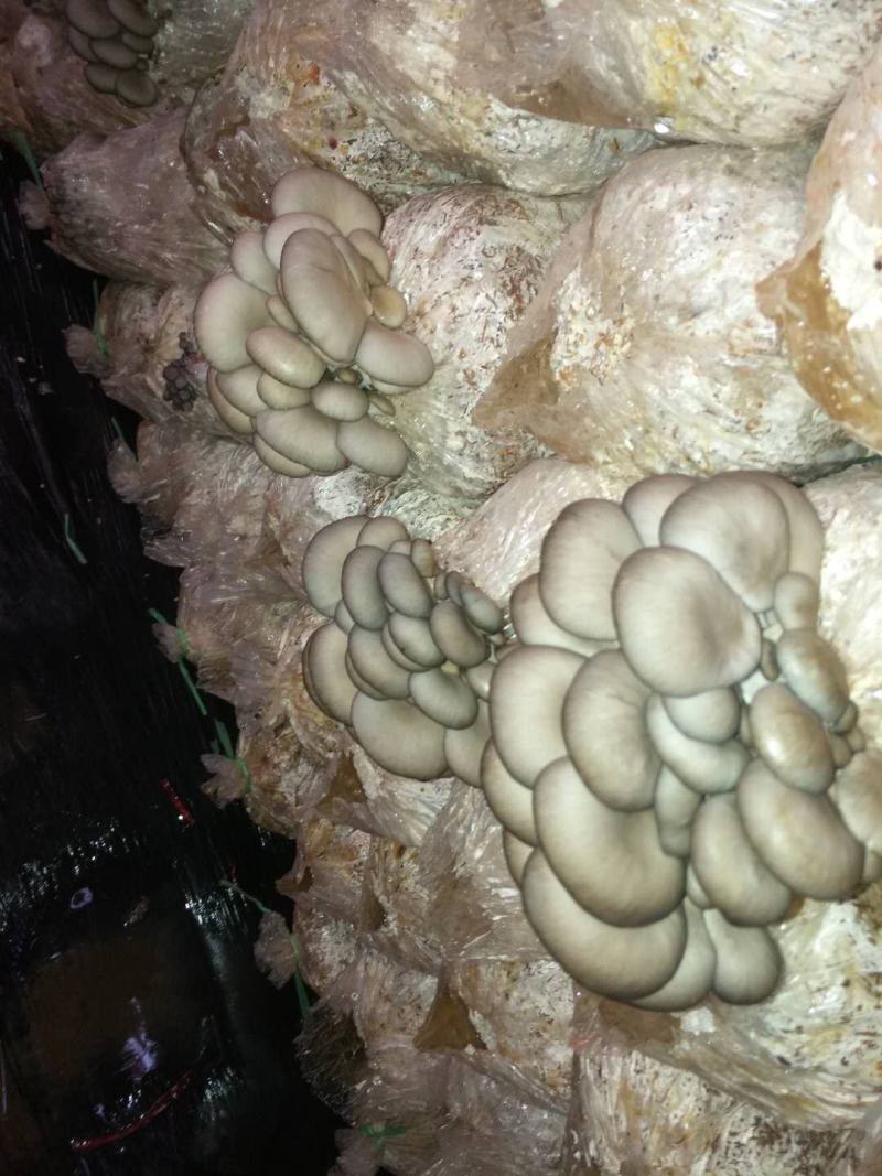 【精品】万亩浅灰色平菇，一手货源，可视频看货，实力代办