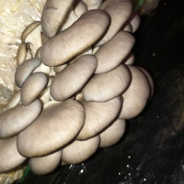 【精品】万亩浅灰色平菇，一手货源，可视频看货，实力代办