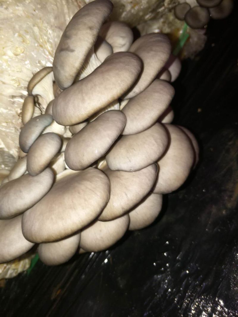 【精品】万亩浅灰色平菇，一手货源，可视频看货，实力代办