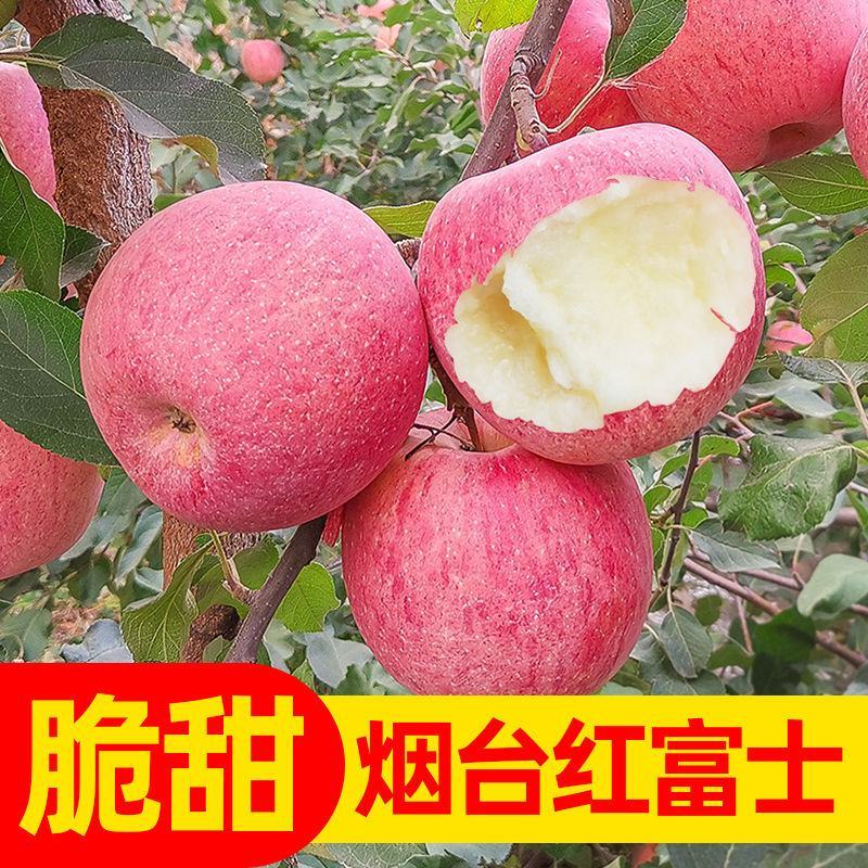 【精品】烟台红富士苹果当季山东新鲜水果私发
