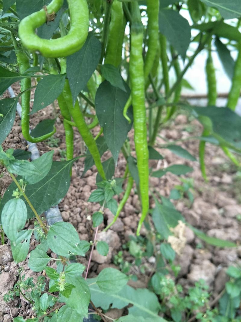 疏菜批发自产自销品质优越