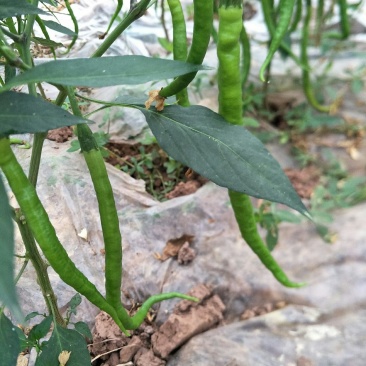 疏菜批发自产自销品质优越