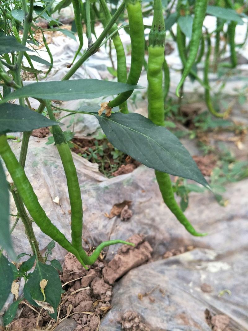 疏菜批发自产自销品质优越
