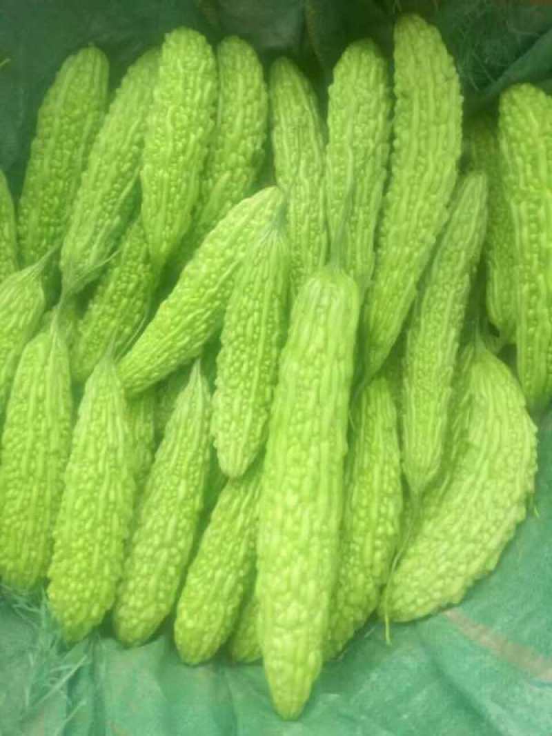 云南保山昌宁精品苦瓜上市了！品质优良，产地直发。