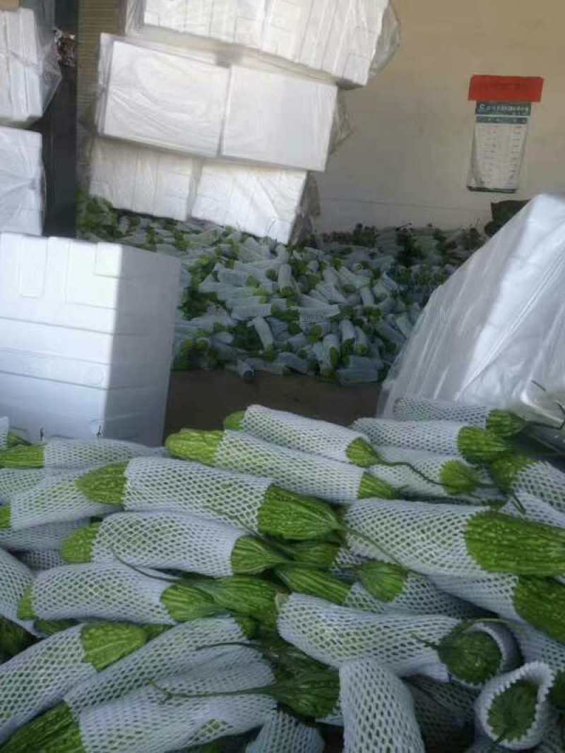 云南保山昌宁精品苦瓜上市了！品质优良，产地直发。