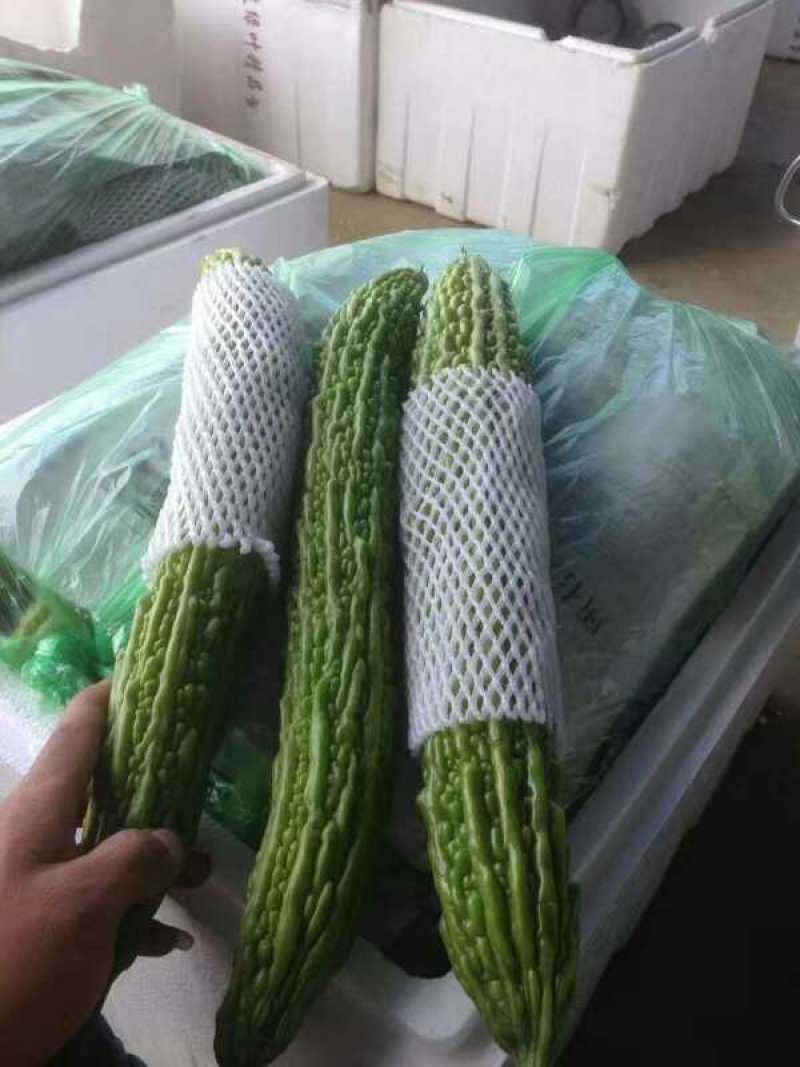 云南保山昌宁精品苦瓜上市了！品质优良，产地直发。