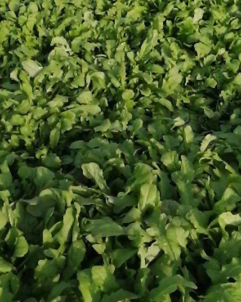 荠菜，大颗荠菜，地菜，鲜嫩荠菜