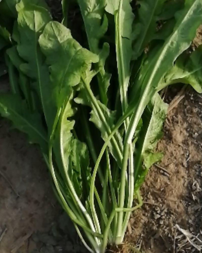 荠菜，大颗荠菜，地菜，鲜嫩荠菜