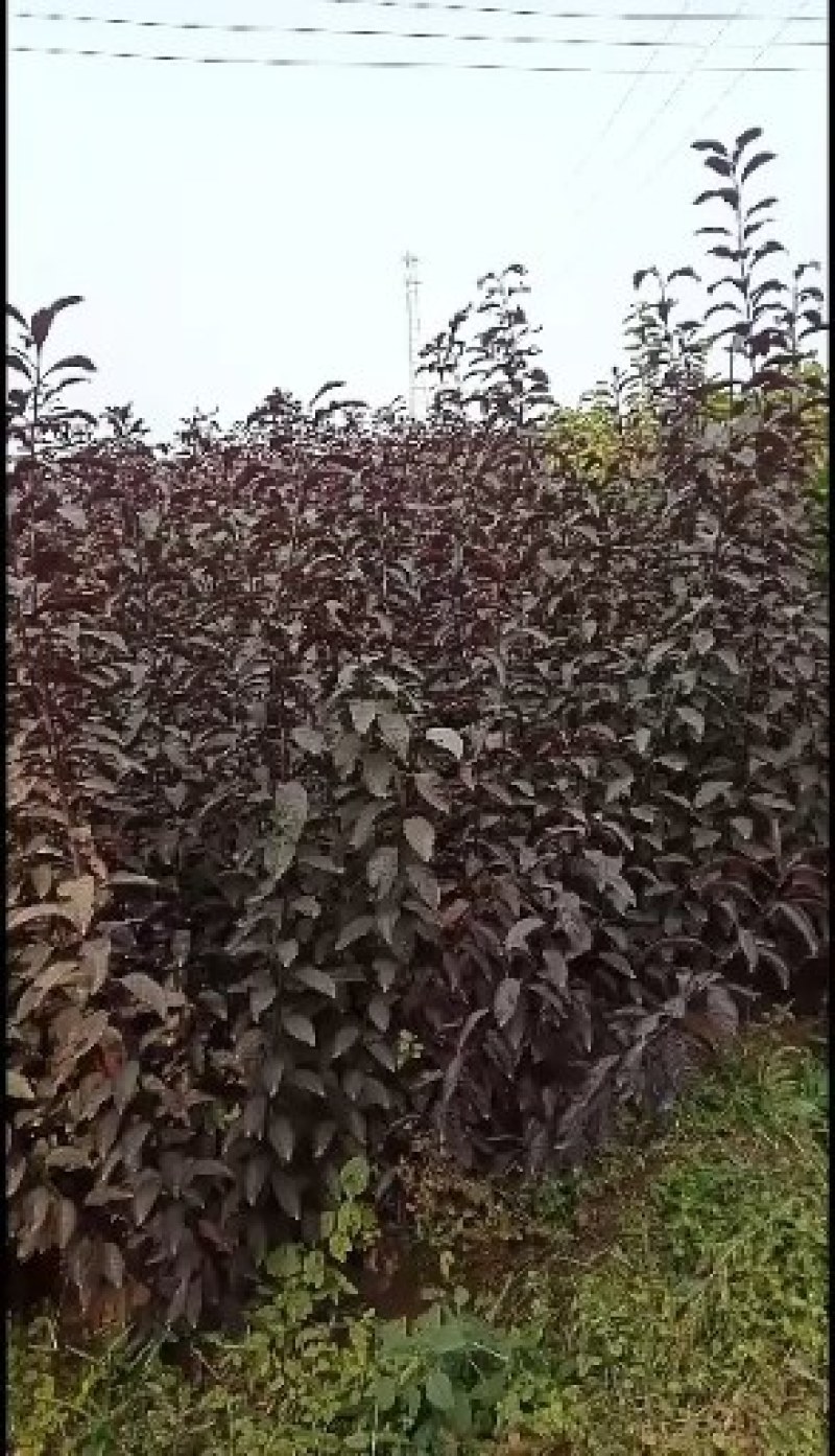 大量出售矮樱树苗！！保证质量！诚信经营！