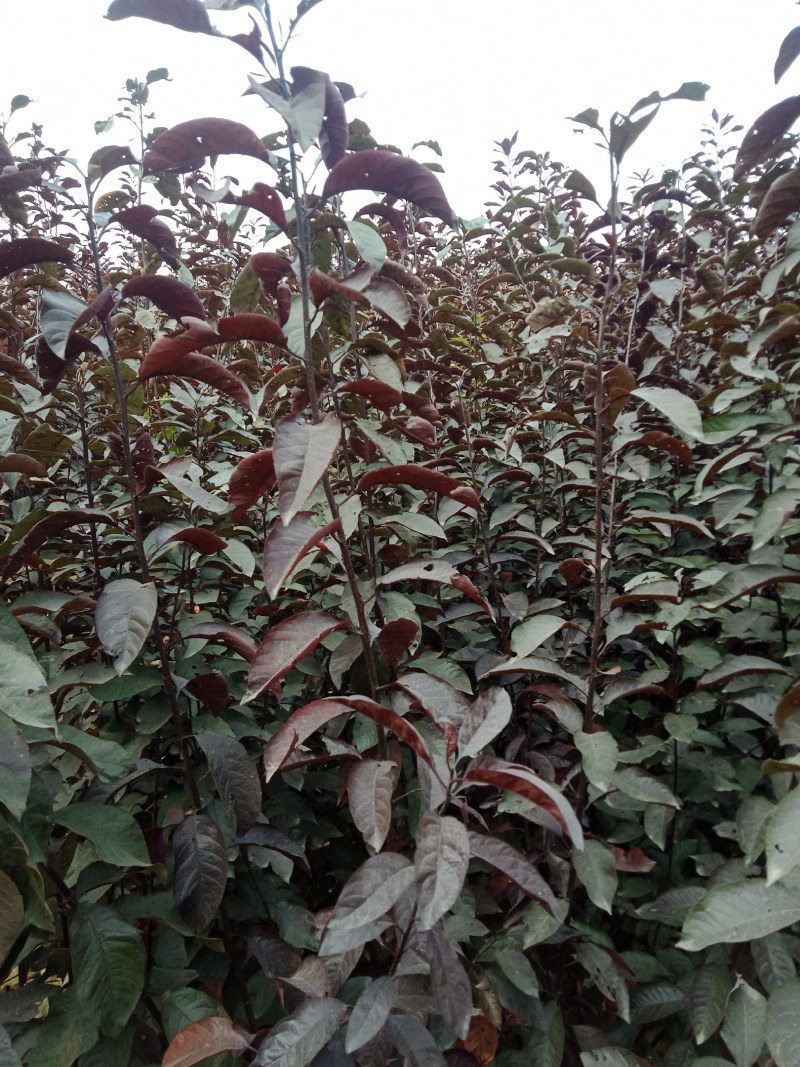 大量出售矮樱树苗！！保证质量！诚信经营！