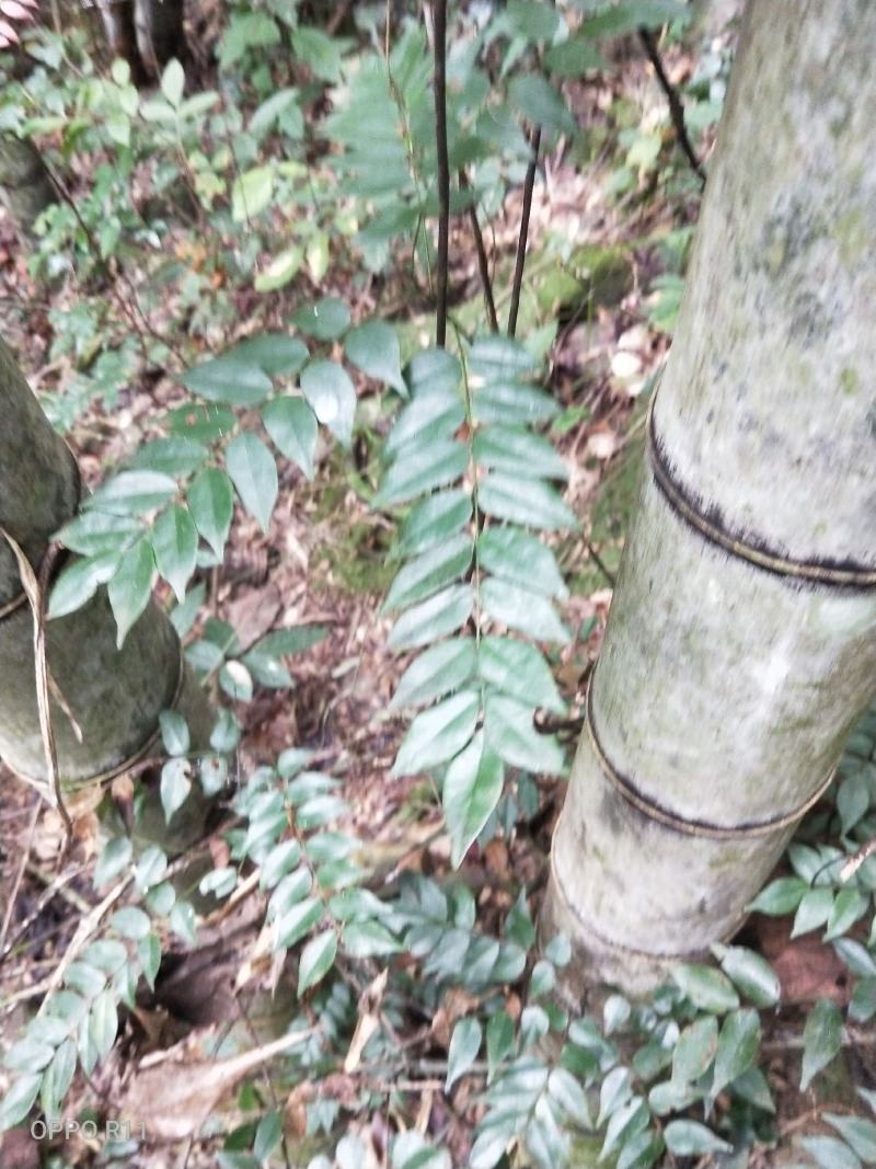猴耳环树苗每株4元鲜根25/斤，嫩枝叶20/斤