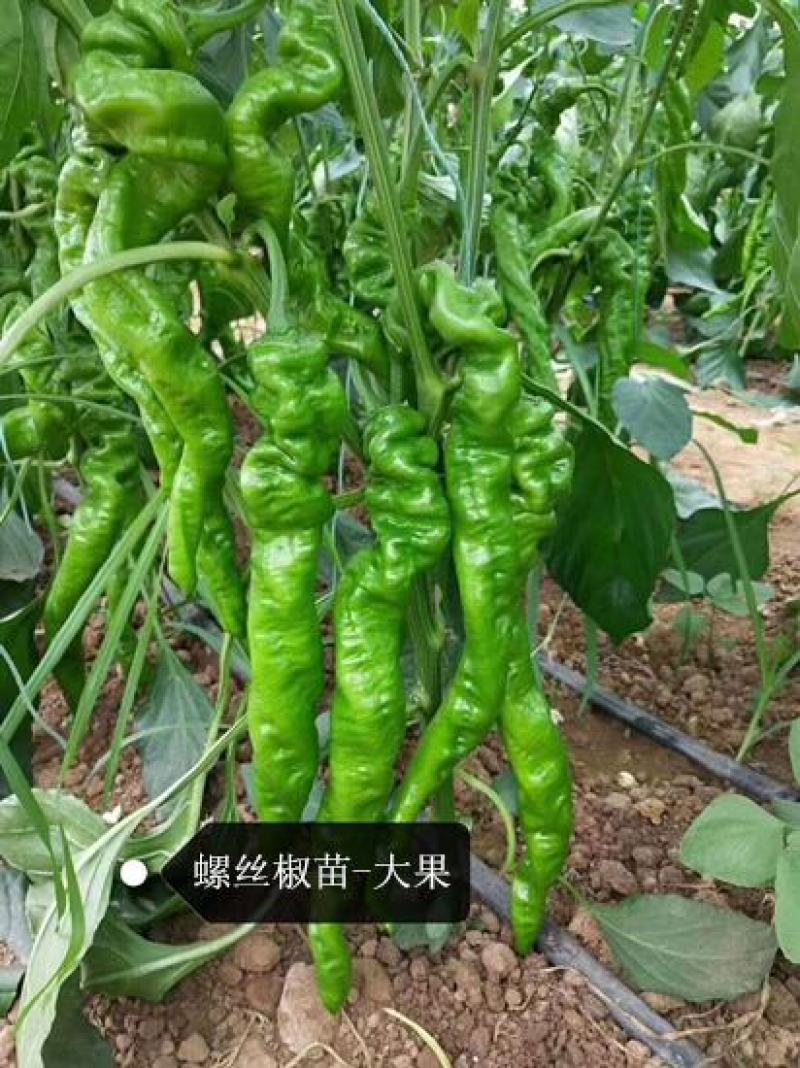 薄皮椒苗薄皮泡椒苗青椒苗大果青椒苗育苗厂