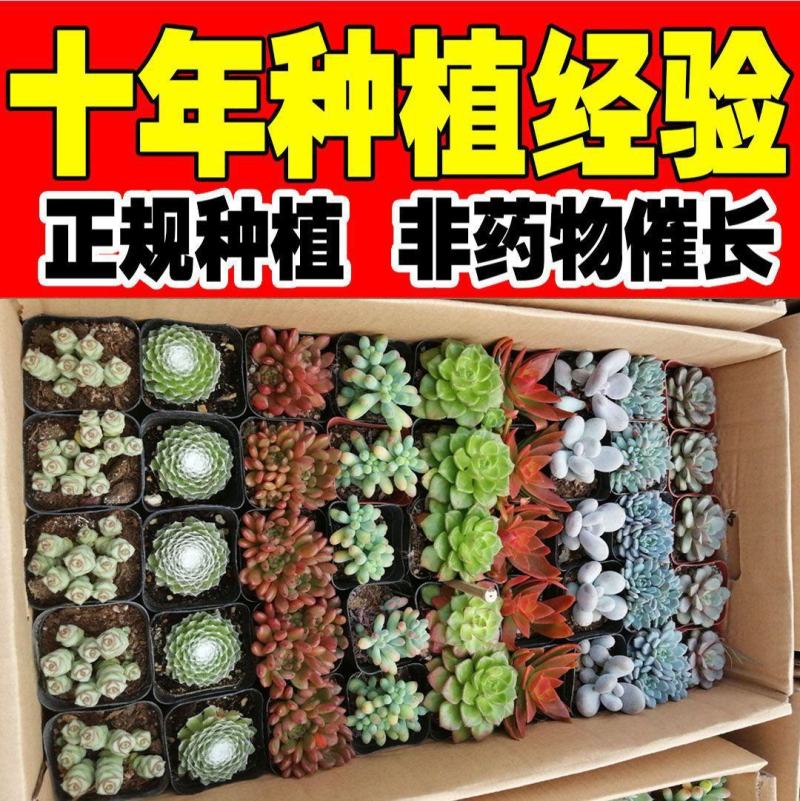 ✅精品多肉植物组合基地种植老桩多肉花卉室内外