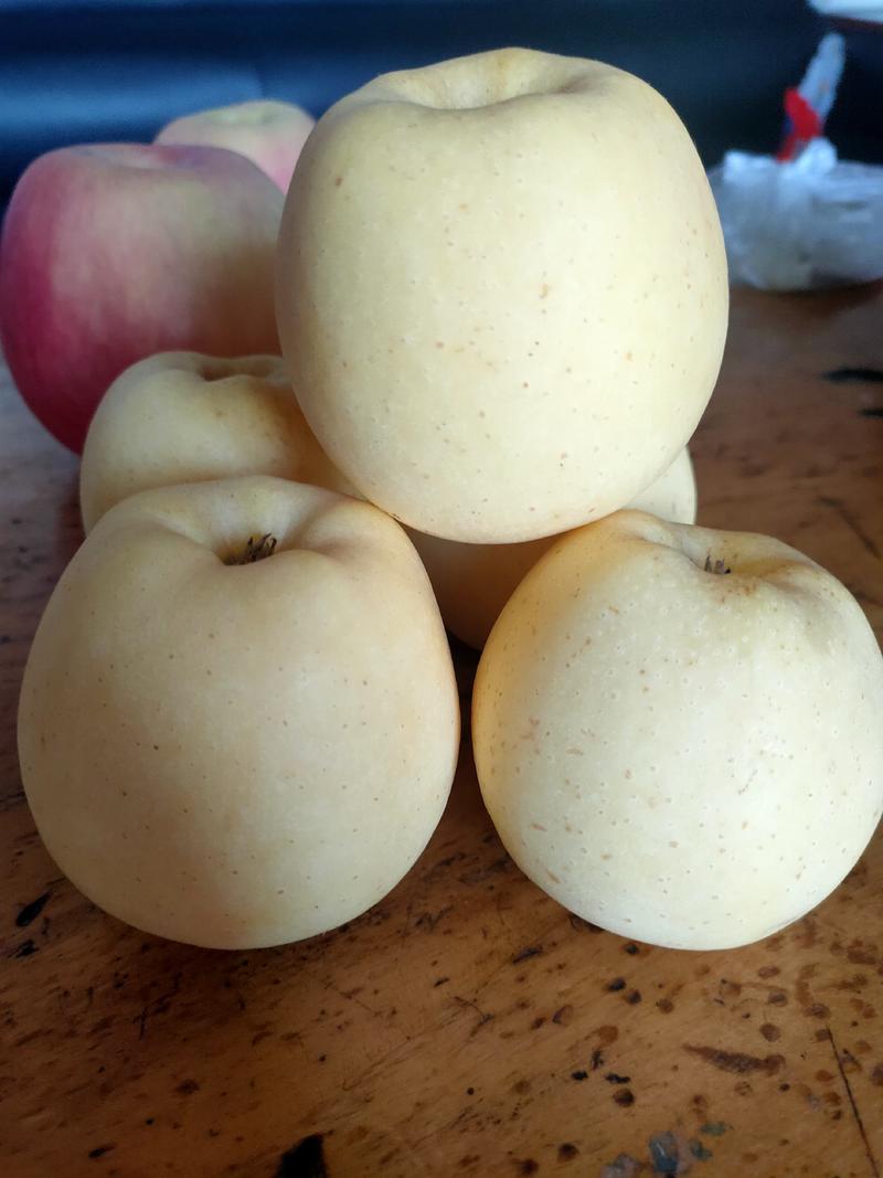 苹果树苗维纳斯黄金苹果苗鲁丽苹果苗品种纯正