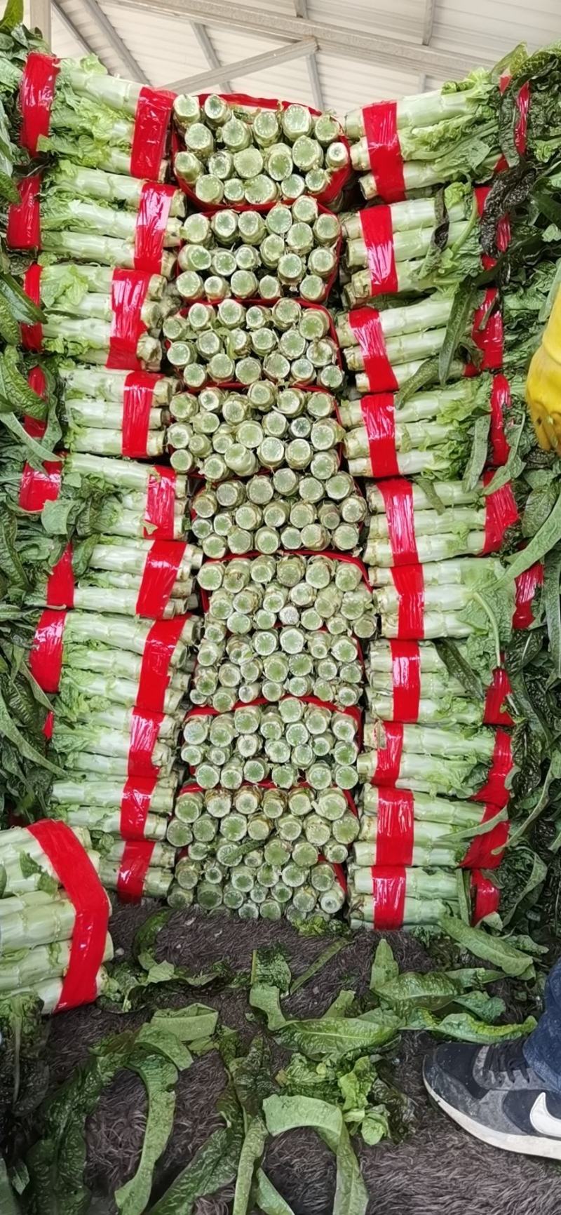 山东省郯城红叶莴苣大10.1量上市了，要好质量的联系我