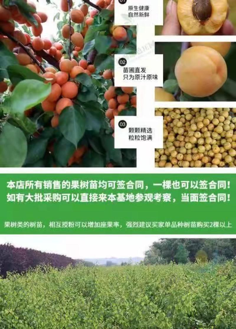 金玉杏苗、产量高抗病毒性强、适应能力强、基地起苗保湿发货