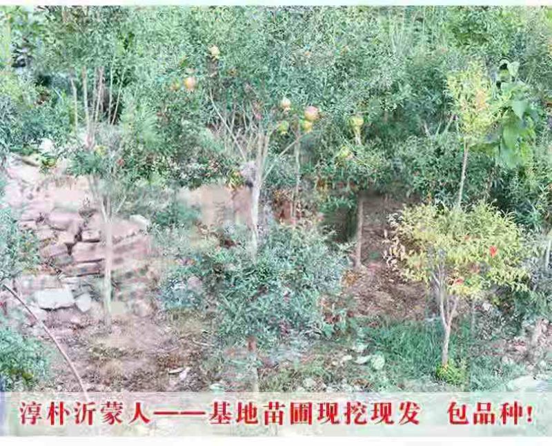 水晶石榴苗、产量高抗病毒性强、适应能力强、基地起苗发货