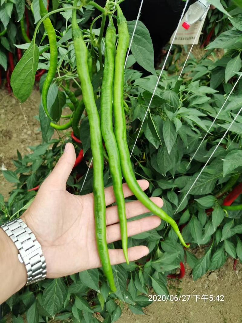 线椒种子萧新长线椒种子早熟高抗长线椒种子