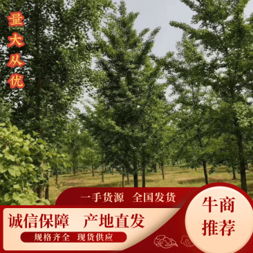 山东银杏树邳州银杏树砀山银杏树产地直供货量大包成活