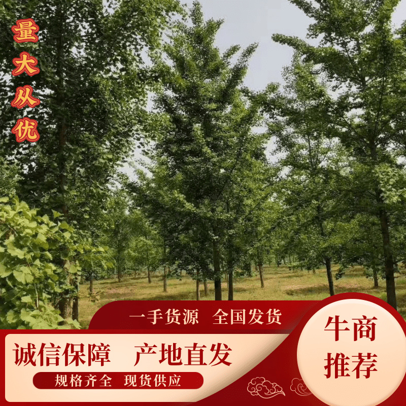 山东银杏树邳州银杏树砀山银杏树产地直供货量大包成活