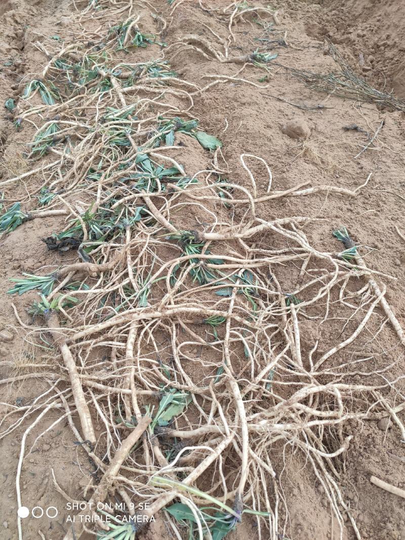 板蓝根根陕西板蓝根植物板蓝根【质优价廉】平价批发