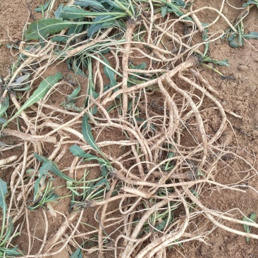 板蓝根根陕西板蓝根植物板蓝根【质优价廉】平价批发