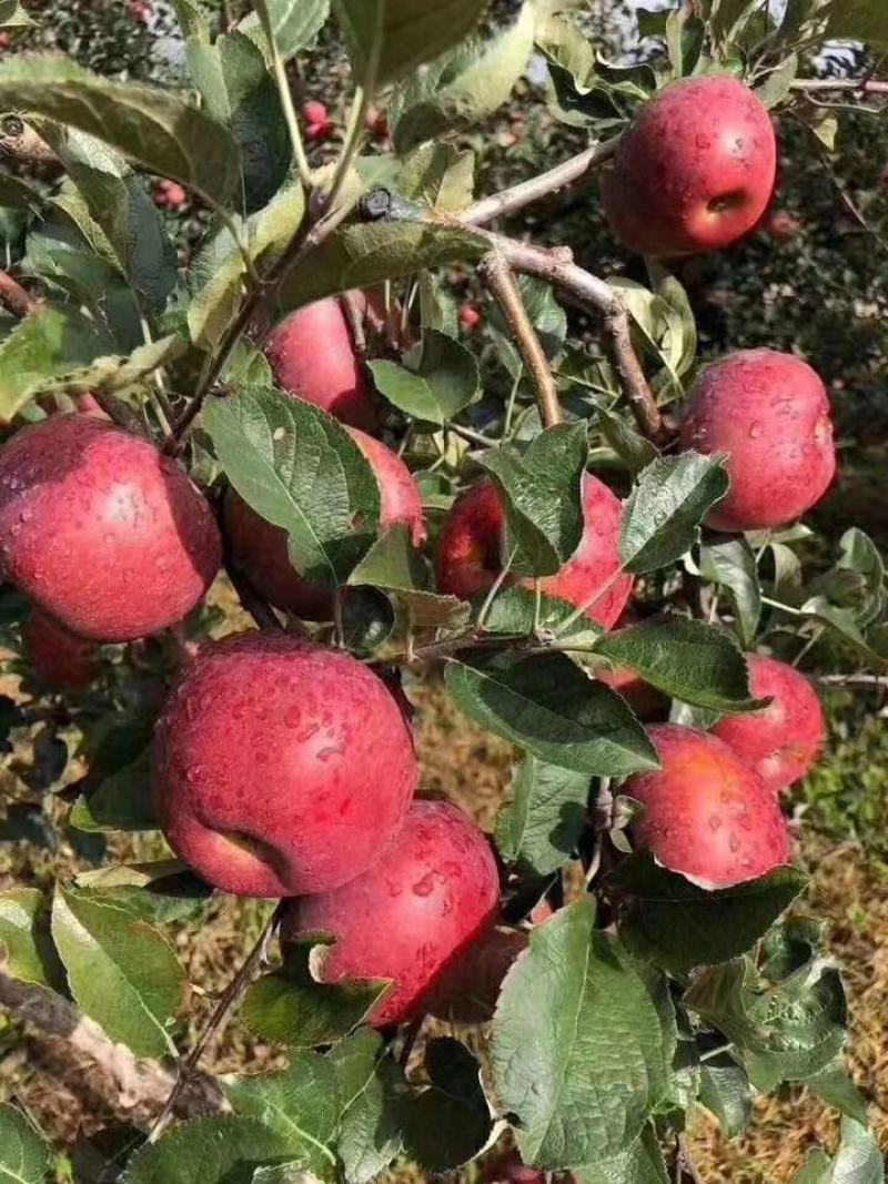 昭通红露苹果，【产地代办】樱桃小苹果，各渠道对接，，，，