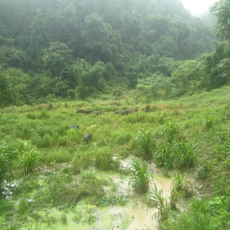 四川活猪-山猪猪仔黑猪跑山猪散养黑猪欢迎咨询