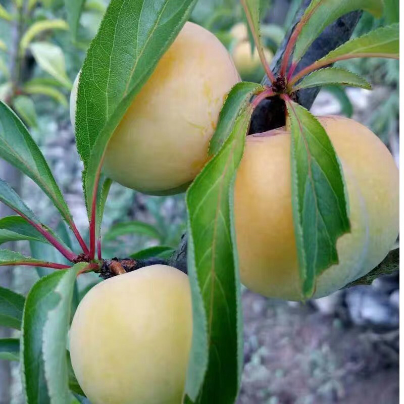 嫁接蜂糖李子苗，南北方种植放心苗，基地带土直发