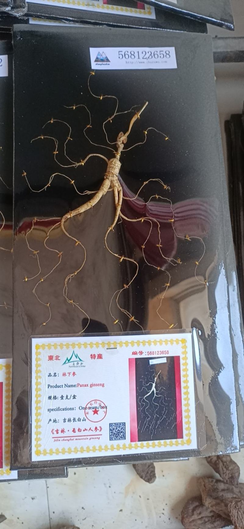 【包邮】林下参版参单支带证书配礼盒可选择礼盒