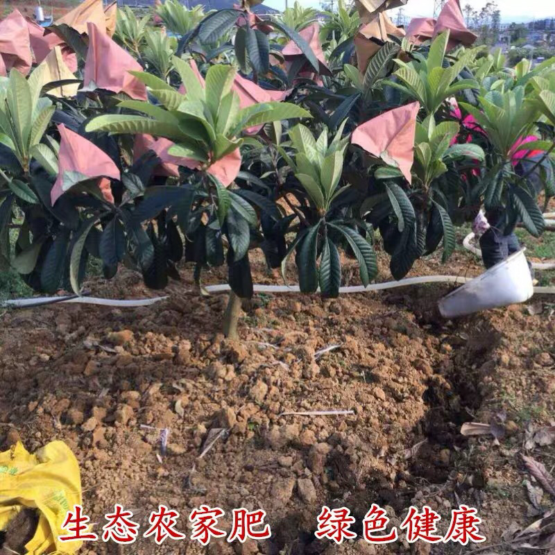 五星枇杷苗，基地直发，货源充足，可实地看货签订合同